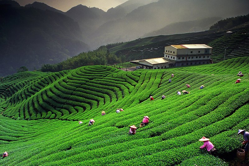 858 - ba-gua tea garden - CHEN Yi-cheng - taiwan.jpg
